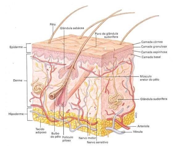 2 1. INTRODUÇÃO 1.1. A pele A pele é o maior órgão do corpo humano, sendo a mesma formada por duas camadas principais, a derme e a epiderme e, uma terceira camada, a hipoderme que serve de ligação
