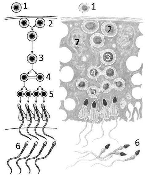2. A imagem ao lado representa de forma esquemática e num desenho mais realístico, uma secção dos túbulos seminíferos onde decorre a espermatogénense. 2.1.
