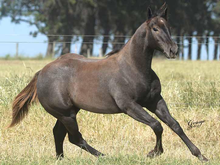 11 IASMIN ZORRERO F - 11/09/17 - T - Vendedor: FAZENDA CARUANA EL SHADY ZORRERO x SILVER CREEK DASH (DASH TA FAME) Seu pai, EL SHADY ZORRERO, é o número 1 do ranking de Reprodutores de Trabalho de