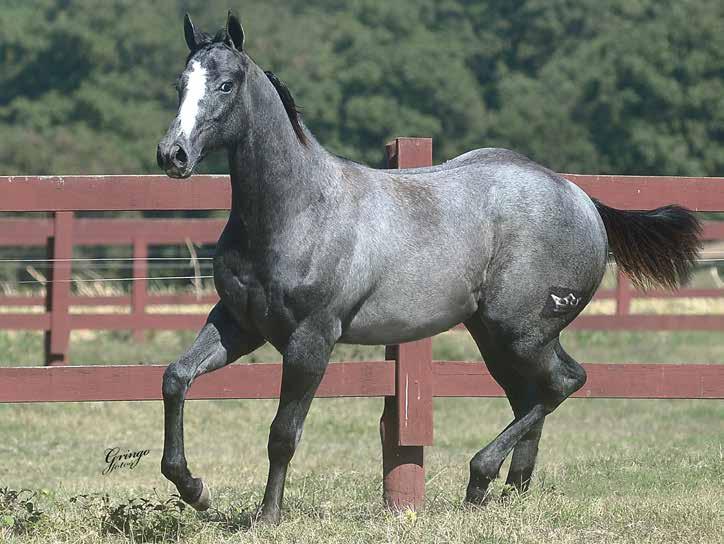 15 IMP QUICK SUCCESS F - 29/09/17 - T - Vendedor: HARAS IMPERIAL INSTANT SUCCESS x QUICK LAICO BIRD (ROYAL QUICK DASH) Seu pai, INSTANT SUCCESS LW, 2º GARANHÃO MAIS PONTUADO DENTRE OS FILHOS DO SHADY