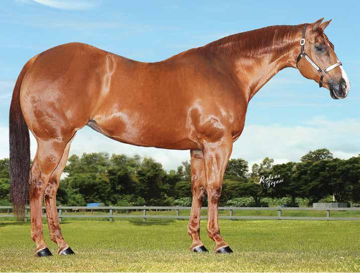 18 HOT N FAMOUS F - 09/04/99 - A - Vendedor: HARAS IMPERIAL DASH TA FAME x REB HOT (IMA EASY REB) 18A - EMBRIÃO A SER EFETIVADO SLICK BY DESIGN 18B - EMBRIÃO A SER EFETIVADO TRES SEIS Sua mãe, HOT N