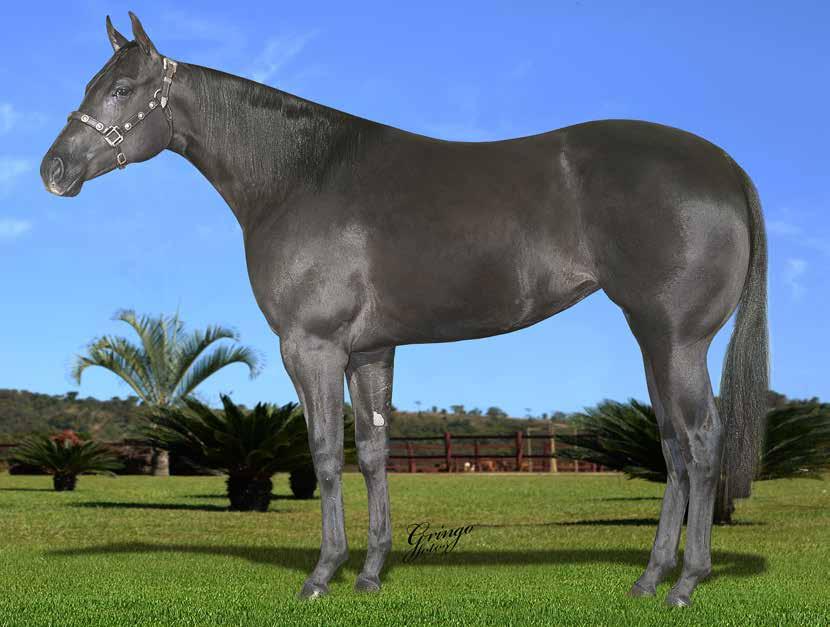 13 FAMOUS KIT KAT F - 12/08/16 - Z - Vendedor: HARAS GUARANI DESIGNER RED x CANDY FAMOUS (DASH TA FAME) Seu pai, DESIGNER RED, Campeão Mundial AQHA 3 Tambores com o tempo de 16s769, atualmente