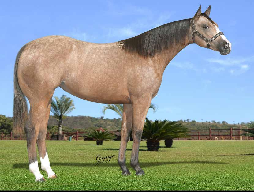 15 GRANFA OF GUY IMP F - 10/03/17 - B - Vendedor: HARAS IMPERIAL FRENCHMANS GUY x GRANFINA FAME (DASH TA FAME) Seu pai, FRENCHMANS GUY, O garanhão da década nos EUA.