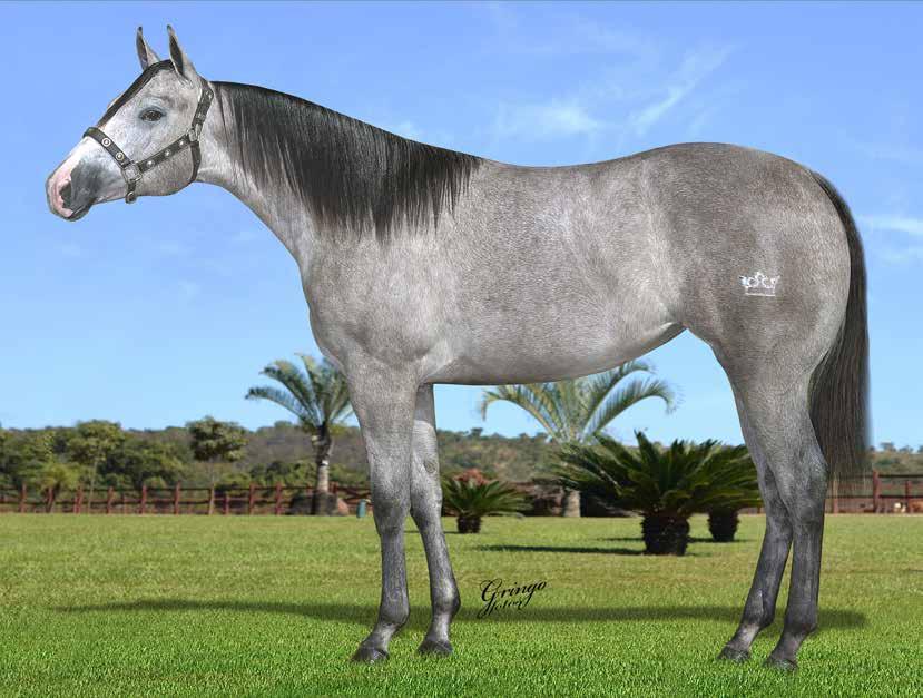 18 ZORRA ON FILIT IMP F - 26/12/16 - T - Vendedor: HARAS IMPERIAL EL SHADY ZORRERO x FERGIE ON FIREWATER (FIRE WATER FLIT) Seu pai, EL SHADY ZORRERO, é o número 1 do ranking de Reprodutores de