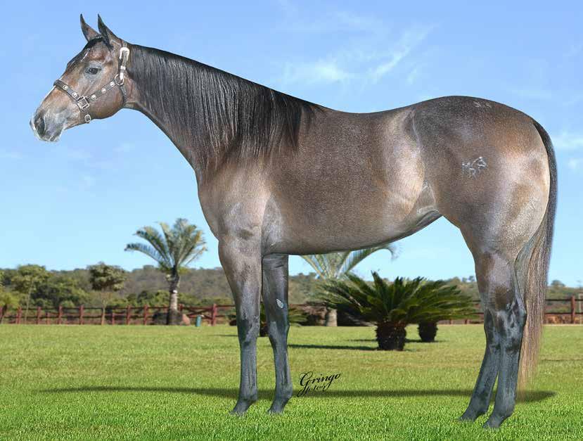 22 ZORRERITA SHADY BRUB F - 10/09/15 - T - Vendedor: RANCHO 55 EL SHADY ZORRERO x TEXAS BRUBY (BRUBAKER FF) IRMÃ MATERNA DE PERFECTION FIREWATER, CAMPEÃO POTRO DO FUTURO ABQM 2016 TRES TAMBORES AM.