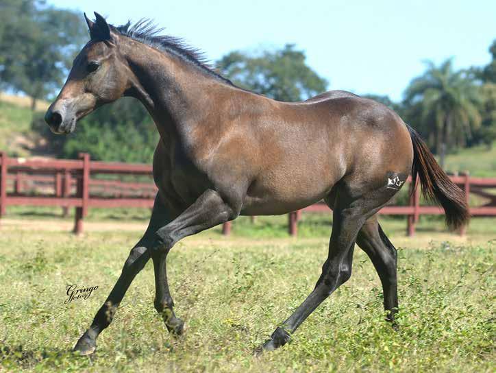 01 IMP LOLA TA FAME F - 15/11/17 - T - Vendedor: HARAS IMPERIAL DASH TA FAME x ST LOLA STAR (EL SHADY ZORRERO) Seu pai, DASH TA FAME, um dos maiores fenômenos da história da Raça Quarto de Milha em