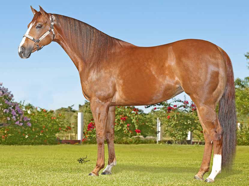 29 SIX DOWN DASH WA F - 28/08/04 - A - Vendedor: HARAS IMPERIAL HOLLAND EASE x SIX GAL (STREAKIN SIX) EL SHADY ZORRERO P+ EL SHADY ZORRERO EM 01/12/17 UMA DAS HOLLAND EASE MAIS LINDA DO BRASIL!