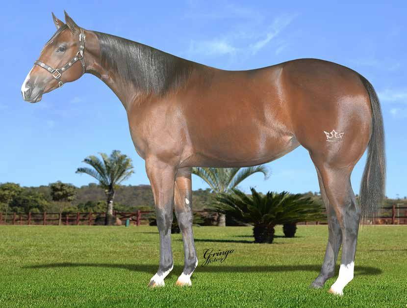 35 EASE CAROL FAME IMP F - 25/11/16 - C - Vendedor: HARAS IMPERIAL AIM TA FAME x CAROL WARS IMP (HOLLAND WARS) Seu pai, AIM TA FAME, AAAT-103, Ganhador em Corrida nos EUA e Campeão em Três Tambores