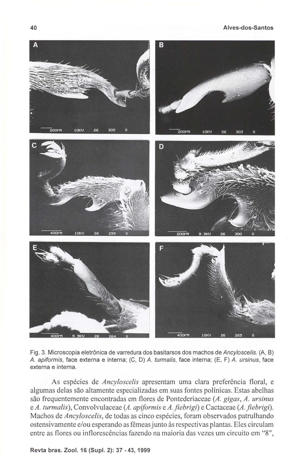40 Alves-dos-Santos Fig. 3. Microscopia eletrônica de varredura dos basitarsos dos machos de Ancy/oscelis. (A, B) A. apiformis, face externa e interna; (C, D) A. turma/is, face interna; (E, F) A.