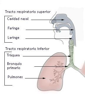 6 Figura 1 - Órgãos envolvidos na produção da voz humana e por onde o ar se propaga até chegar à laringe.