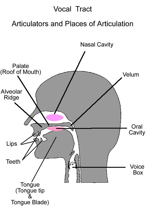 8 Figura 3 - Estruturas que constituem o trato vocal Embora todas as estruturas do trato vocal humano apareçam também nos tratos vocais de outros primatas, o desenho total e a disposição delas,