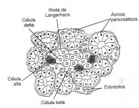 Pâncreas