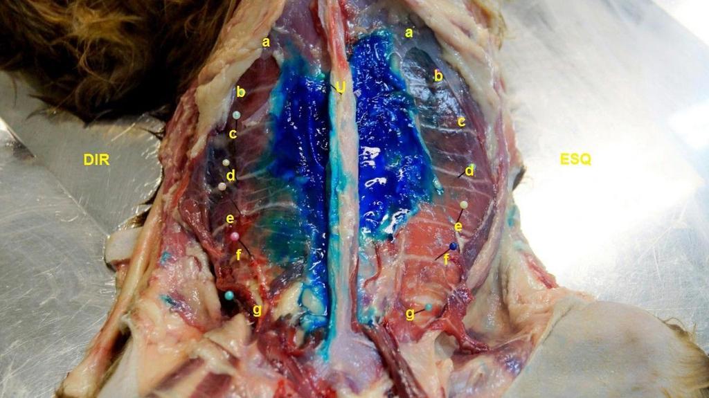 Fonte: Acervo pessoal; 2017 Figura 4: Dispersão do azul de metileno (12 ml): a) Nervo intercostal (T10); b) Nervo intercostal (T11); c) Nervo