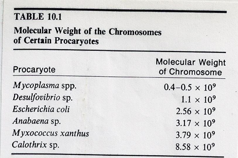 CROMOSSOMAS BACTERIANOS Peso molecular cromossómico proporcional à complexidade metabólica nas