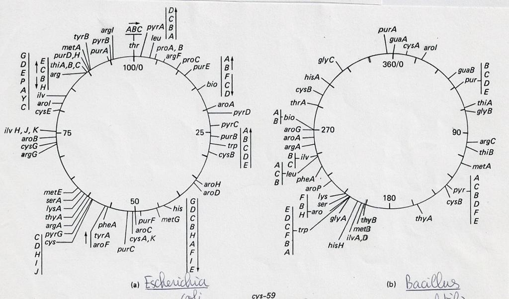 anaeróbia obrigatória Mapas cromossómicos circulares exibindo localização de genes e operões marcada em