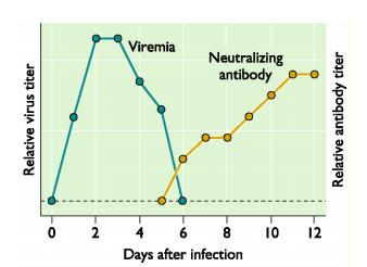 CARACTERÍSTICAS GERAIS DOS VÍRUS 21 PATOGENESE DA INFECÇÃO VIRAL: Correlação com o Diagnóstico Laboratorial Pesquisa do Vírus por