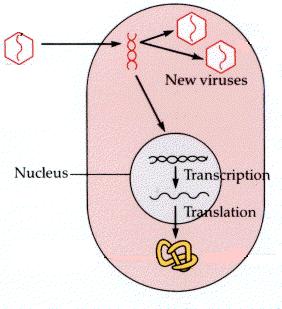 proteínas por 2-3 dias Hepatite B, C e Delta HPV