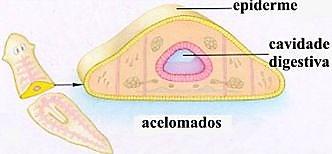 Há animais triblásticos em que a mesoderma delimita uma parte da cavidade, sendo a outra parte delimitada pela