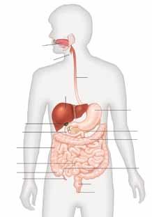 O primeiro órgão é o esófago, um tubo estreito que liga a boca ao estômago. A comida passa pelo estômago e entra no intestino delgado. Esta é a seção onde ocorre a absorção da maioria dos nutrientes.