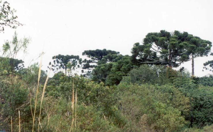 Material e Métodos 37 Figura 2 Aspecto da Floresta Ombrófila Mista, da UC Teixeira Soares, Marcelino Ramos, RS.