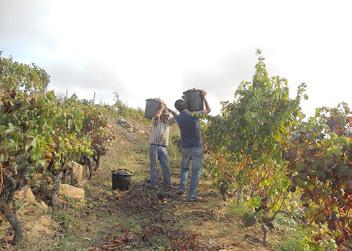 O vinho aparece na vida da família Ramilo pela mão do bisavô, Manuel Francisco Ramilo, que no início do século XX dedicava grande parte da área dos seus