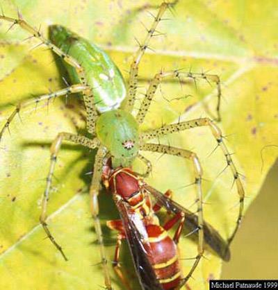 Aranhas do gênero Peucetia tendem a