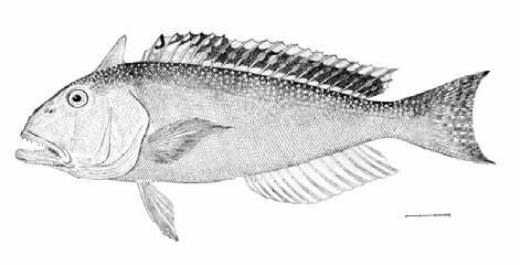 Desenvolvimento das Pescas através de amostragem biológica das capturas comerciais deste recurso, entre 2000 e 2003 (Anexo E). Figura 3.