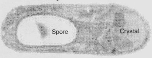 BIOINSETICIDAS Bactérias