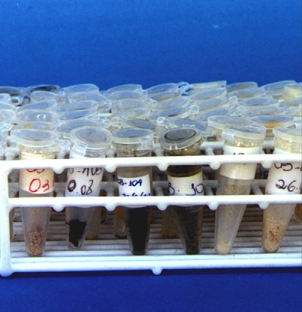 Seleção de isolados Seleção natural de isolados coletados na natureza Virulência Produção número elevado de isolados
