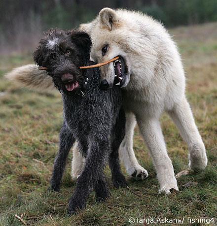 Cães e lobos... Cinco animais A, B, C, D, e E, são cães ou são lobos. Cães sempre contam a verdade e lobos sempre mentem. A diz que B é um cão.