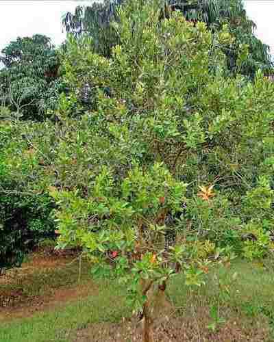 NÚMERO 205 FEVEREIRO DE 2019 ESPÉCIE Psidium cattleyanum (Myrtaceae) O Psidium cattleyanum (Myrtaceae), conhecido como Araçá Amarelo é uma árvore arbórea nativa brasileira, da mata pluvial atlântica,