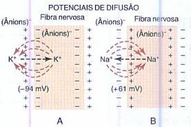 Bioeletrogênese CONCEITO: É o estudo dos mecanismos de transporte dos eletrólitos e de outras substâncias nos líquidos intra e extracelular através das membranas celulares dos organismos vivos. Profa.