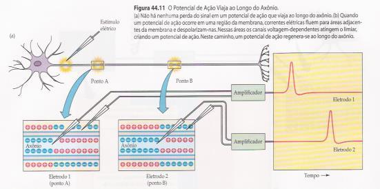 PROPAGAÇÃO DO POTENCIAL DE AÇÃO Um potencial de ação provocado em qualquer parte de uma membrana excitável excita as porções adjacentes da membrana, resultando na propagação do potencial de ação por