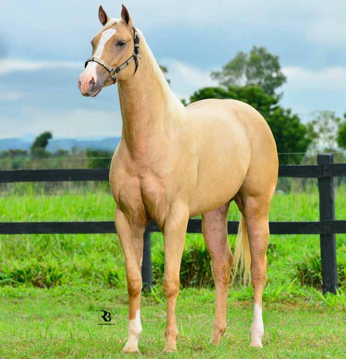 PALOMINO POWER. PAI: DON ALAMITOS HJG, Campeão Potro de Ouro ACQM-PE 2011, 3 Lugar no Derby ABQM vaquejada 2011, dentre vários outros títulos.