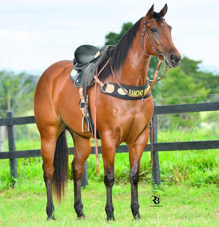 LOTE 07 FENIX ROJO RC FEMEA - 11/09/2015 - CASTANHO - P219652 ETERNALY ROJO JR SUCESSORA FRED RC THUNDER CHIEF MISS ETERNAL BAR HTR SPECIAL ETERNALY RRV SUCESSORA LAD PRINCIPE ROJO LADY TOP BID