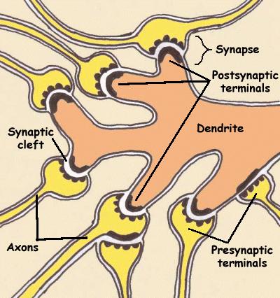 Anatomia