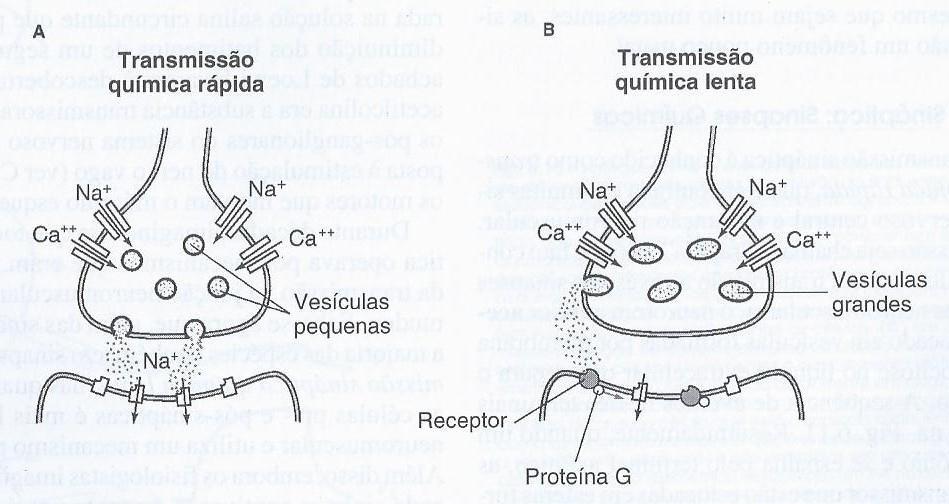 Sinapse química Moléculas NT