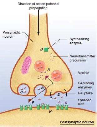 Modificação da transmissão sináptica por drogas ou doenças A perda de NT para o citoplasma e degradação enzimática B aumento da liberação de NT na fenda sináptica C bloqueio da liberação do NT D
