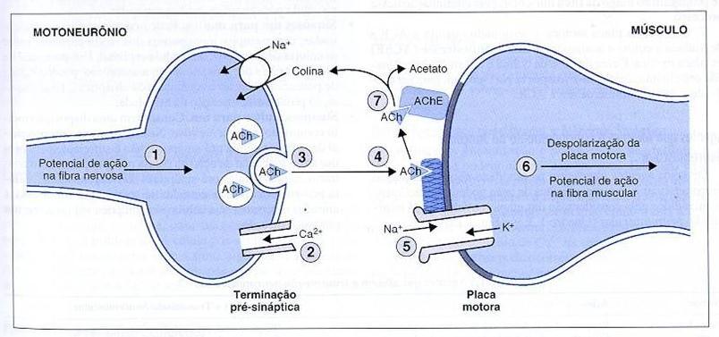 Sequência de etapas na transmissão neuromuscular 1. PA se propaga até terminação pré-sináptica. 2. Abre canais de Ca voltagem dependentes. Influxo de cálcio. 3. Exocitose da Ach. 4.