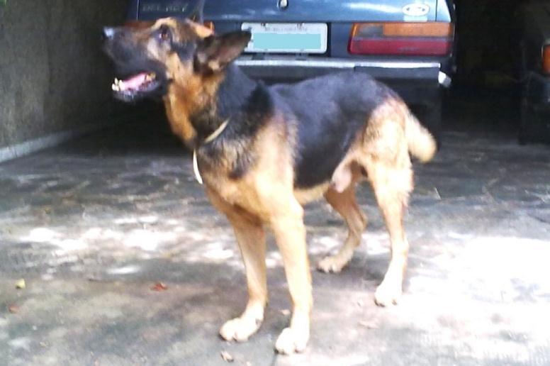 Pastor Alemão. Adoção Especial Nas redes sociais... Este é o Prabhu, cachorrinho do meu pai. Por motivos de força maior (óbito na família), meu pai terá que se mudar para um apartamento com urgência.