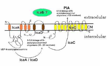 polissacarídica (PIA) ou N-acetil-glicosamina polimérica (PNAG) que é sintetizada por enzimas codificadas por genes presentes no lócus ica (O Gara; Humphreys, 2001; O Gara, 2007).
