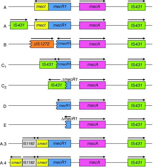 Figura 3. Posição dos genes meca (estrutural), mecr1 (indutor) e meci (repressor) e a IS431 no Complexo mec. Fonte: Shore et al. (2005). Modificado.