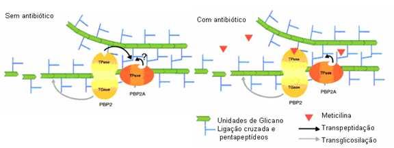 Figura 8. Mecanismo de ação da PBP2 e PBP2a. Na ausência do antibiótico, os domínios TPase e TGase da PBP2 participam na biossíntese do peptideoglicano estafilocócico.