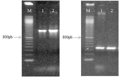 Figura 1. Gel de agarose 1% representativo das amplificações por PCR dos genes icaa e icad.