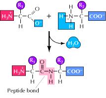 Ligação peptídica Aminoácido 1 Aminoácido 2 um dipeptídeo A ligação peptídica é uma amida.