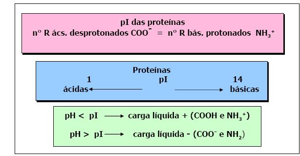 Ponto isoelétrico É no