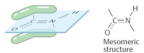 Ligação peptídica O O C C NH N H Ressonância eletrônica: nuvem de elétrons oscilando entre o C e o N.