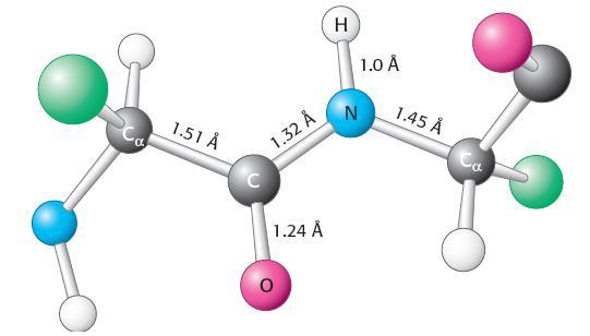 Ressonância: Distância de 1,32 A Os quatro átomos da ligação peptídica e os dois carbonos α ficam no plano com ângulos de 120 entre o C e N A ligação
