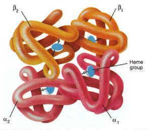 Repetição de estruturas secundárias; Proteínas longas no