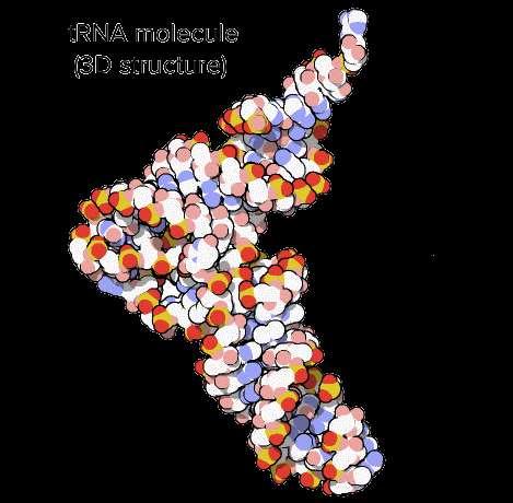 RNA ribossômico (RNAr) e RNA transportador (RNAt) O RNA ribossômico (RNAr) é um componente importante dos ribossomos, ajudando o mrna a se ligar no local certo para que a sequência de informações
